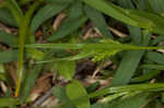 Asian shortstem sedge